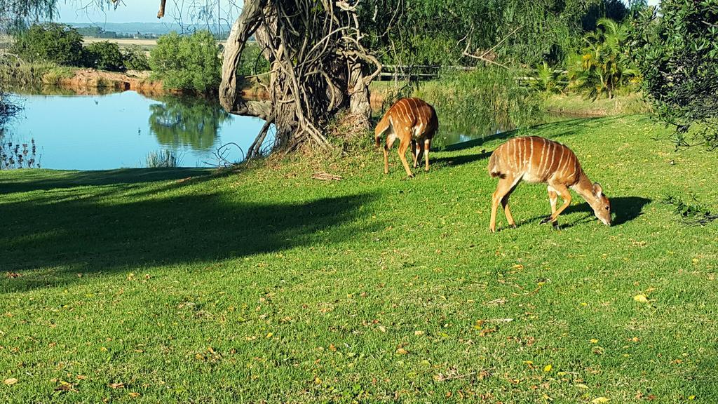 Plettenberg Bay Game Reserve: The Baroness Safari Lodge Zewnętrze zdjęcie