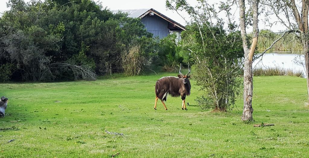 Plettenberg Bay Game Reserve: The Baroness Safari Lodge Zewnętrze zdjęcie