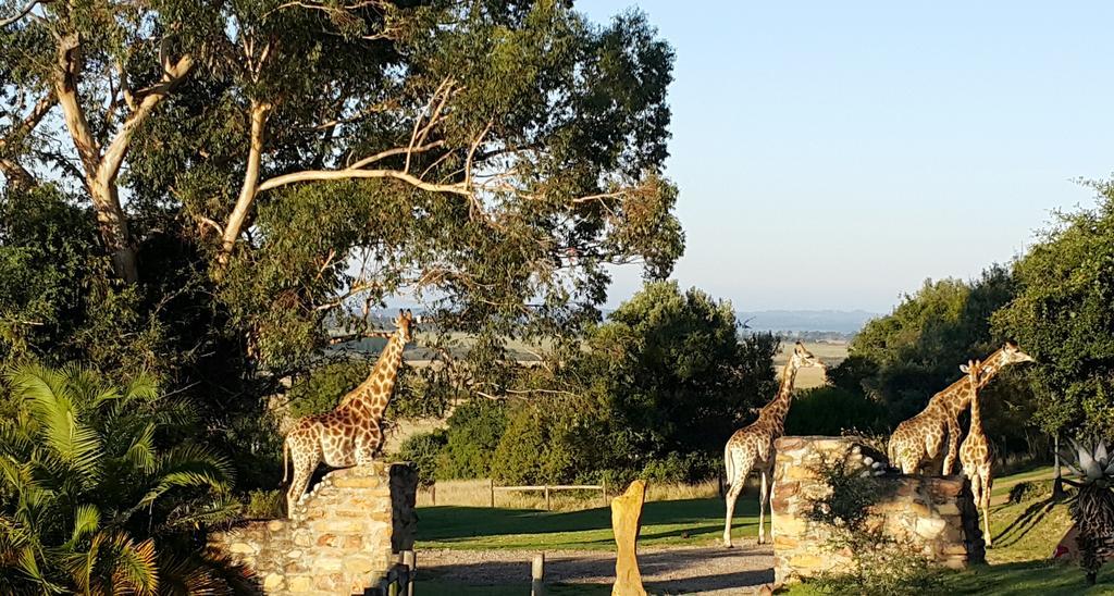 Plettenberg Bay Game Reserve: The Baroness Safari Lodge Zewnętrze zdjęcie