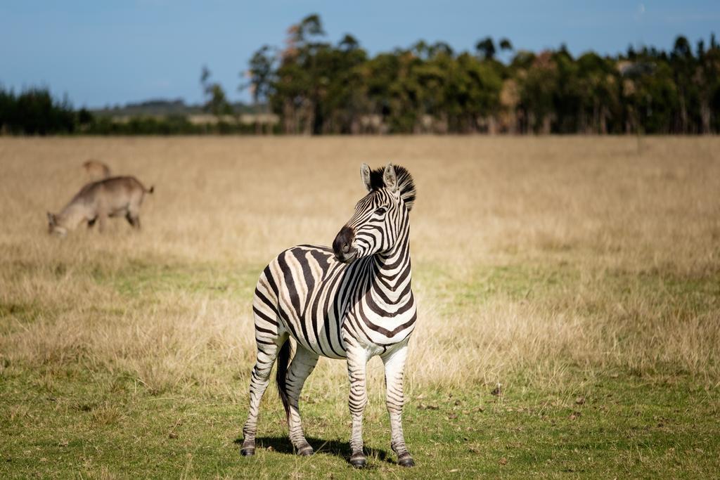 Plettenberg Bay Game Reserve: The Baroness Safari Lodge Zewnętrze zdjęcie