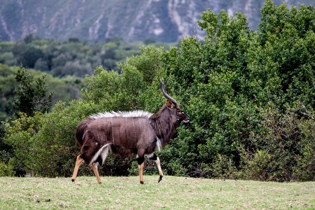 Plettenberg Bay Game Reserve: The Baroness Safari Lodge Zewnętrze zdjęcie